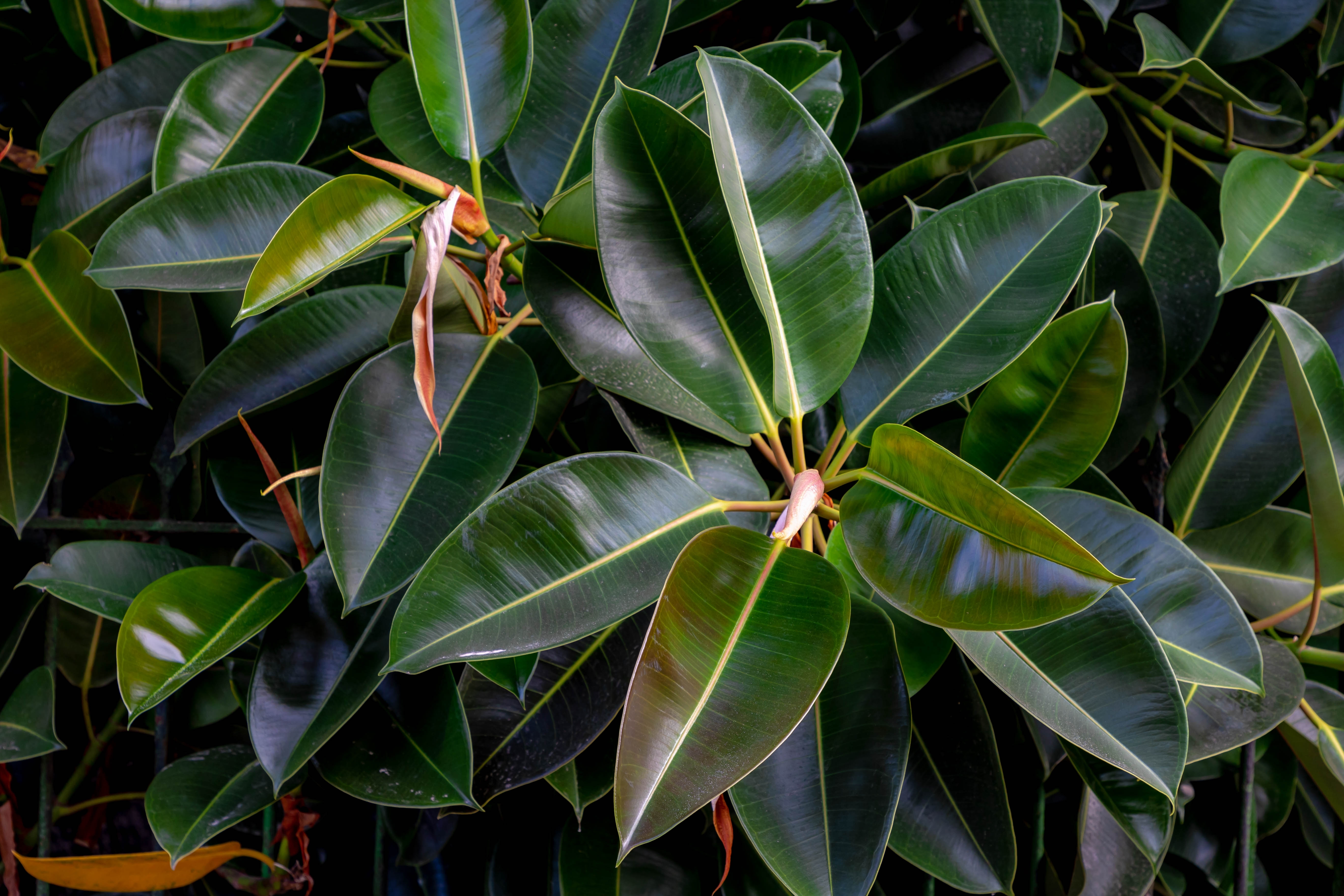 Gros plan des feuilles vertes de Ficus elastica