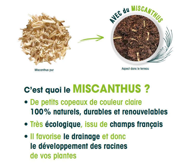 Miscanthus Alternative Tourbe
