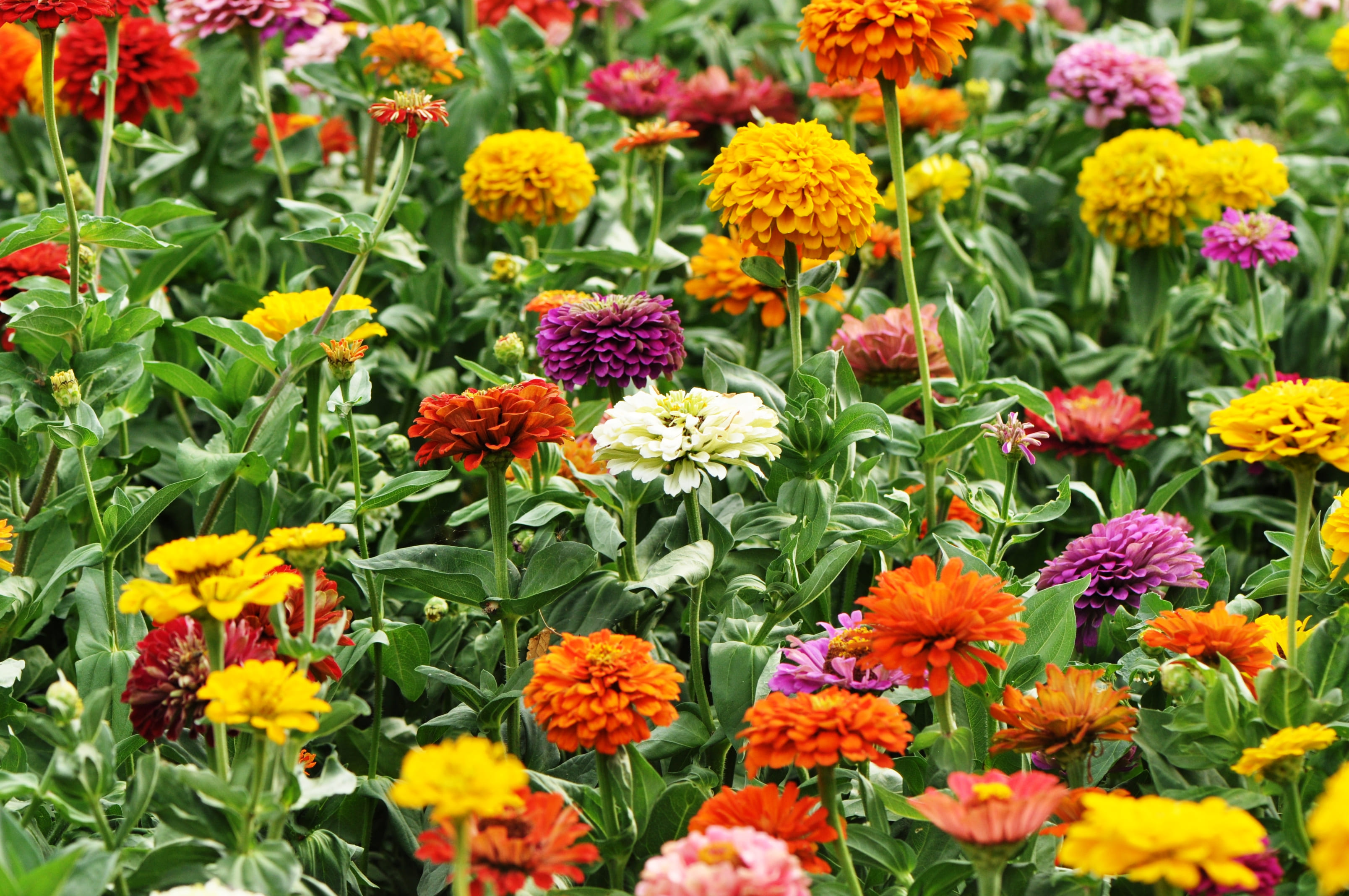 Cynia wytworna daliowa to piękna ozdoba ogrodu