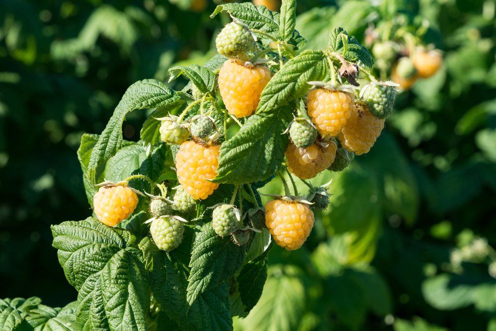 shutterstock_1055867801.jpg Culture des framboises