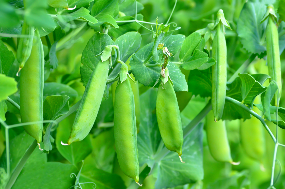 shutterstock_114368878.jpg Culture des petits pois