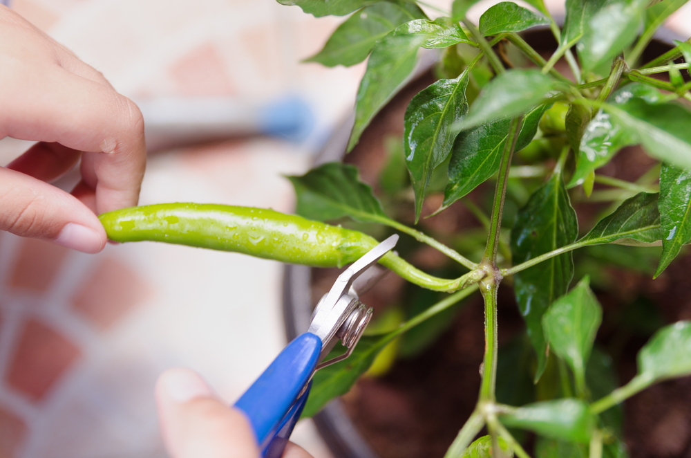 shutterstock_1143770354.jpg Récolte des piments