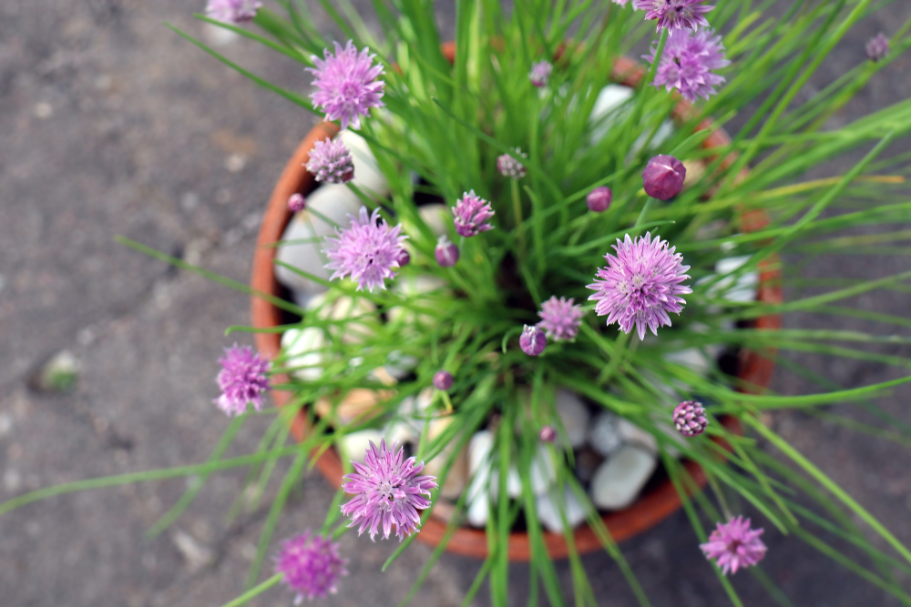shutterstock_1419875546.jpg Cultives les alliums