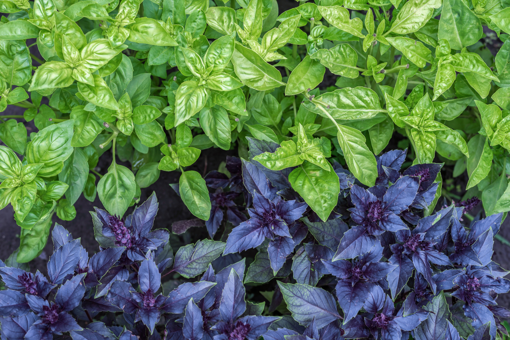 shutterstock_1449595283.jpg Culture du basilic