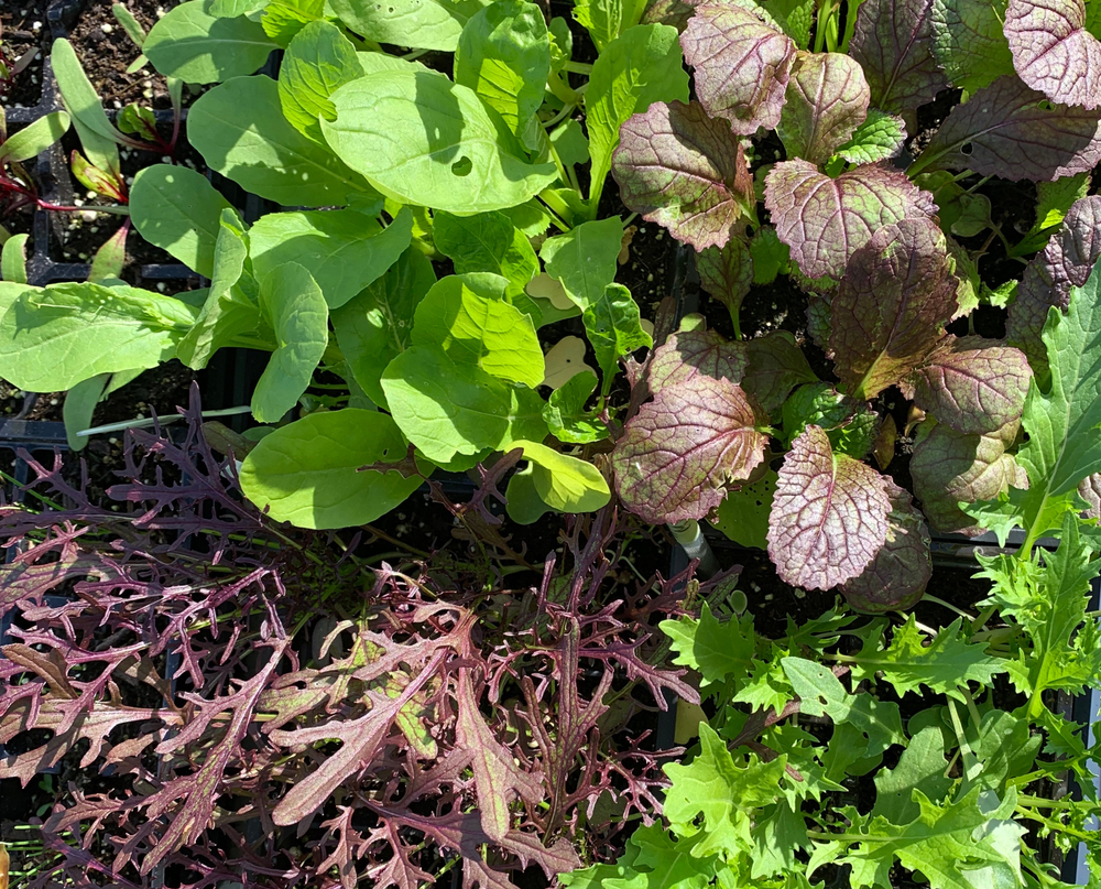 shutterstock_1509059885.jpg Culture du mesclun