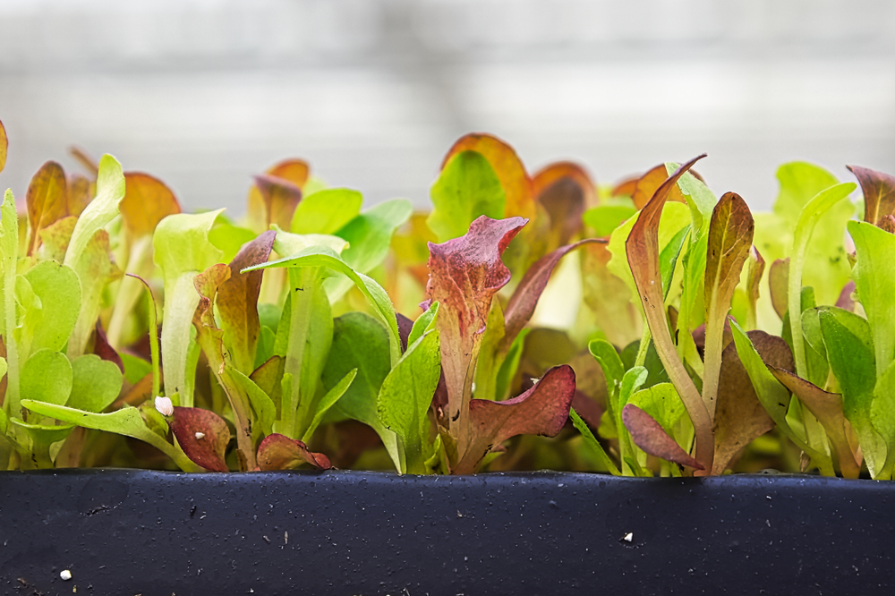 shutterstock_1588735219.jpg Culture du mesclun