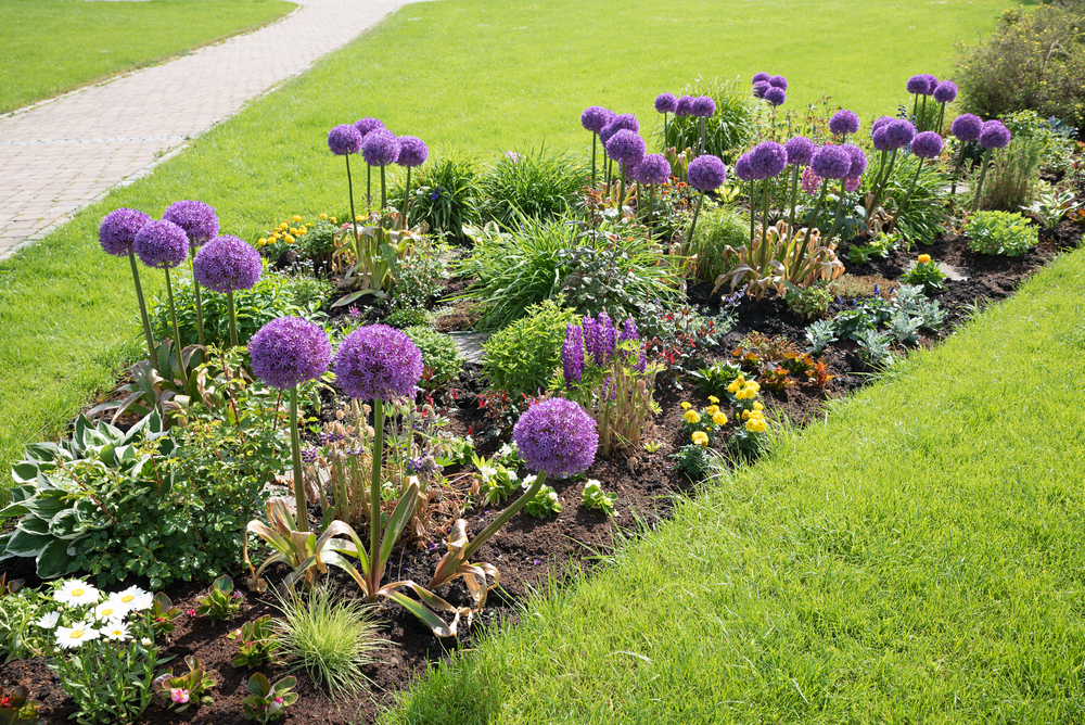 shutterstock_1661913832.jpg Cultiver les alliums