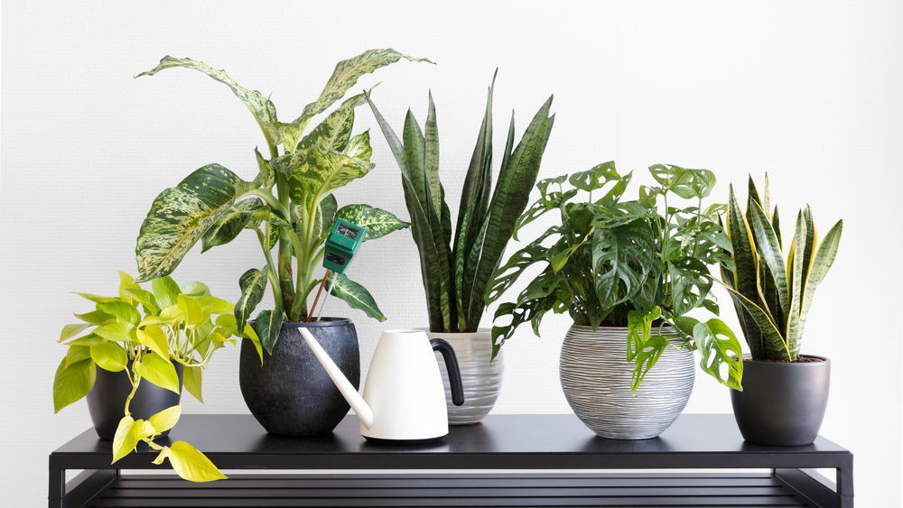 shutterstock_1679571553.jpg Les plantes dépolluantes