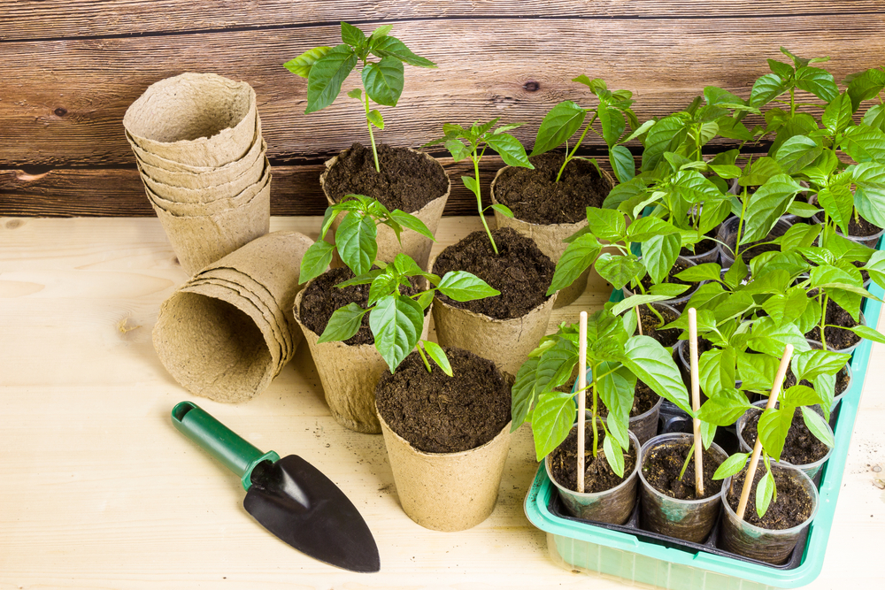 shutterstock_1688594527.jpg Semis de piment