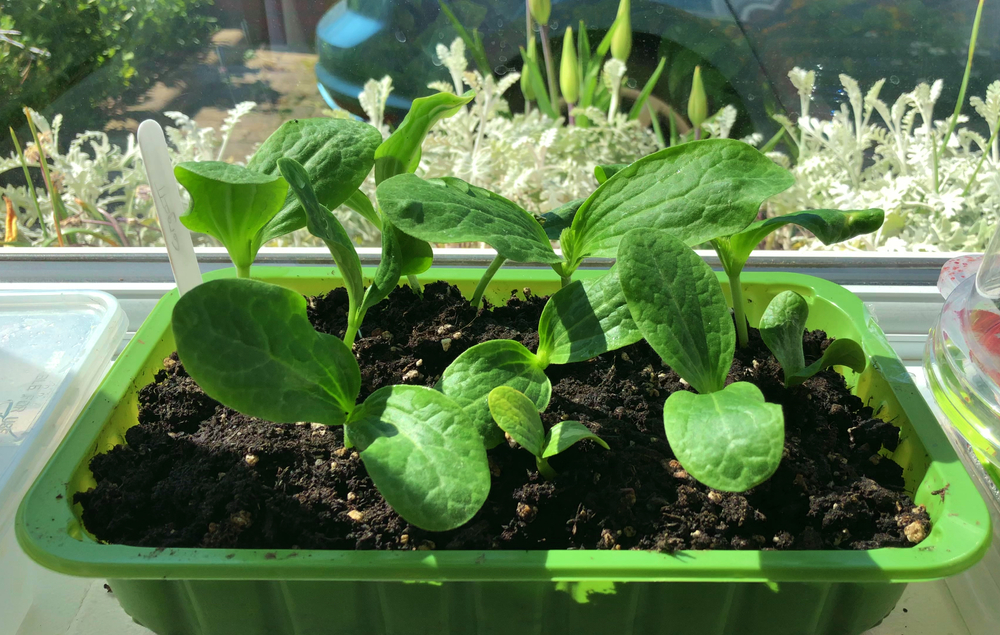 Des Courgettes : Quand Planter et Comment Cultiver