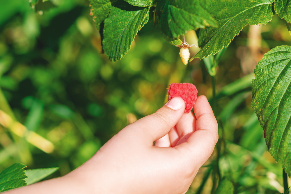 shutterstock_1744141640.jpg Récolte des framboises
