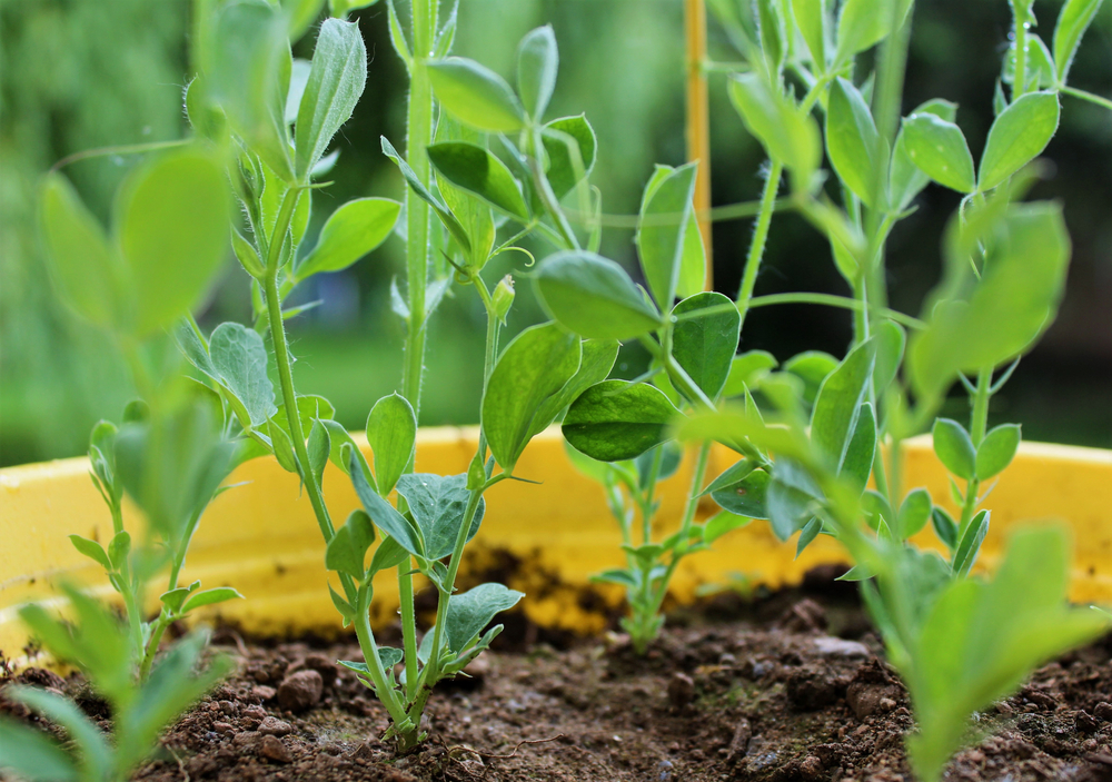 Comment faire le pois au jardin