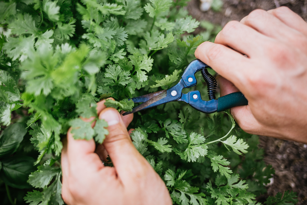 Semer, planter et entretenir la coriandre