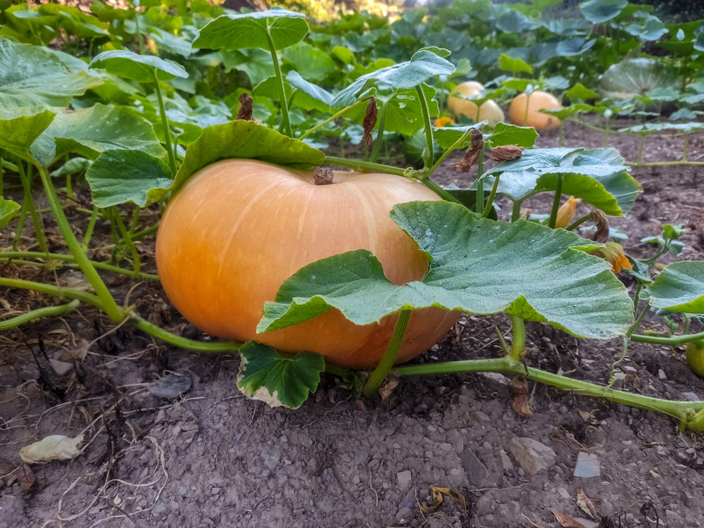 Planter à La Main Des Graines De Citrouille Dans Le Potager