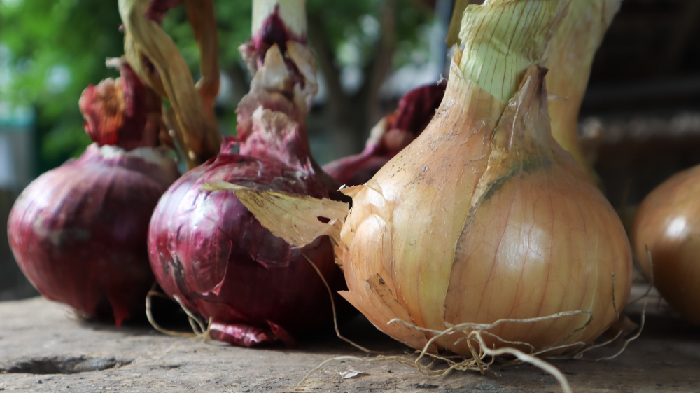 shutterstock_1799974567.jpg Récolte des oignons