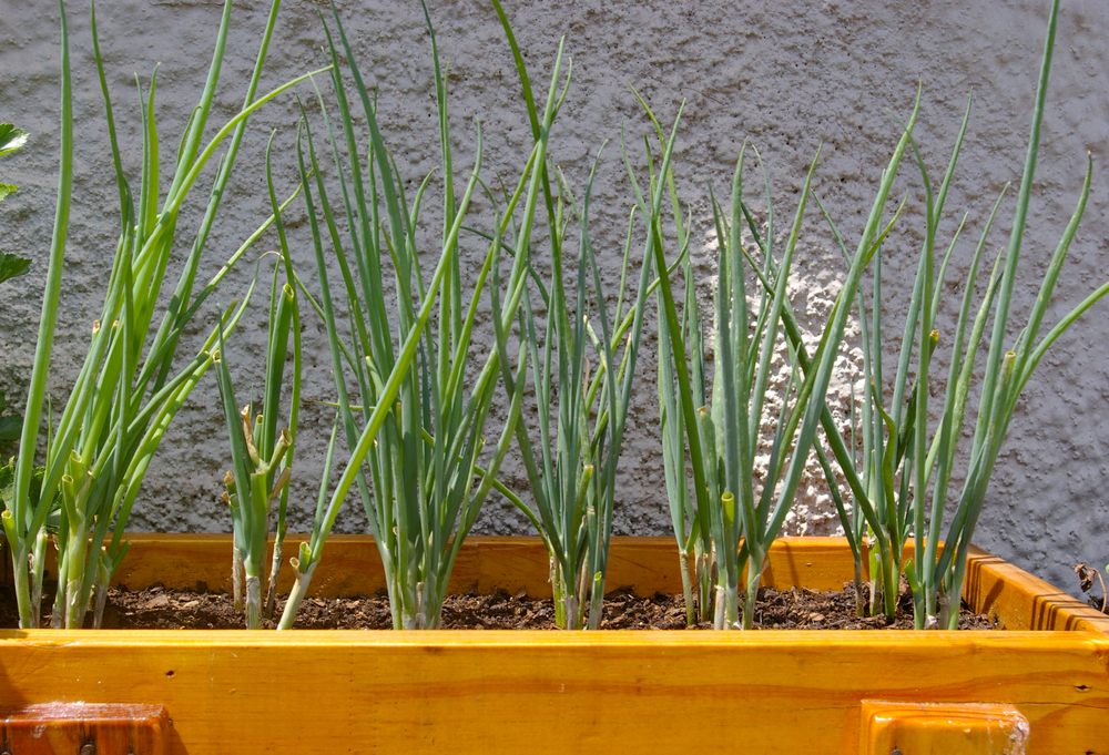 shutterstock_324842729.jpg Plantation des oignons de printemps en pot