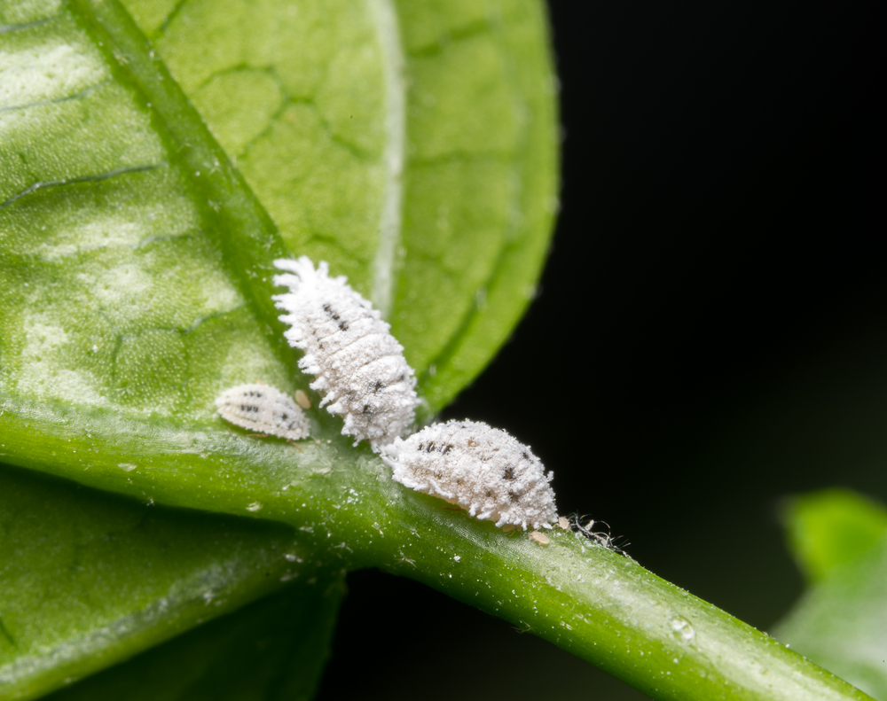 Cochenilles Des Hortensias : La Pause Jardin, lutter contre les cochenilles