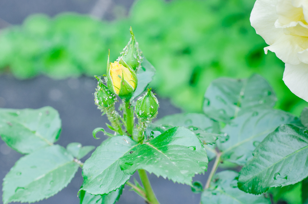 shutterstock_440305258.jpg Lutter contre les pucerons des rosiers
