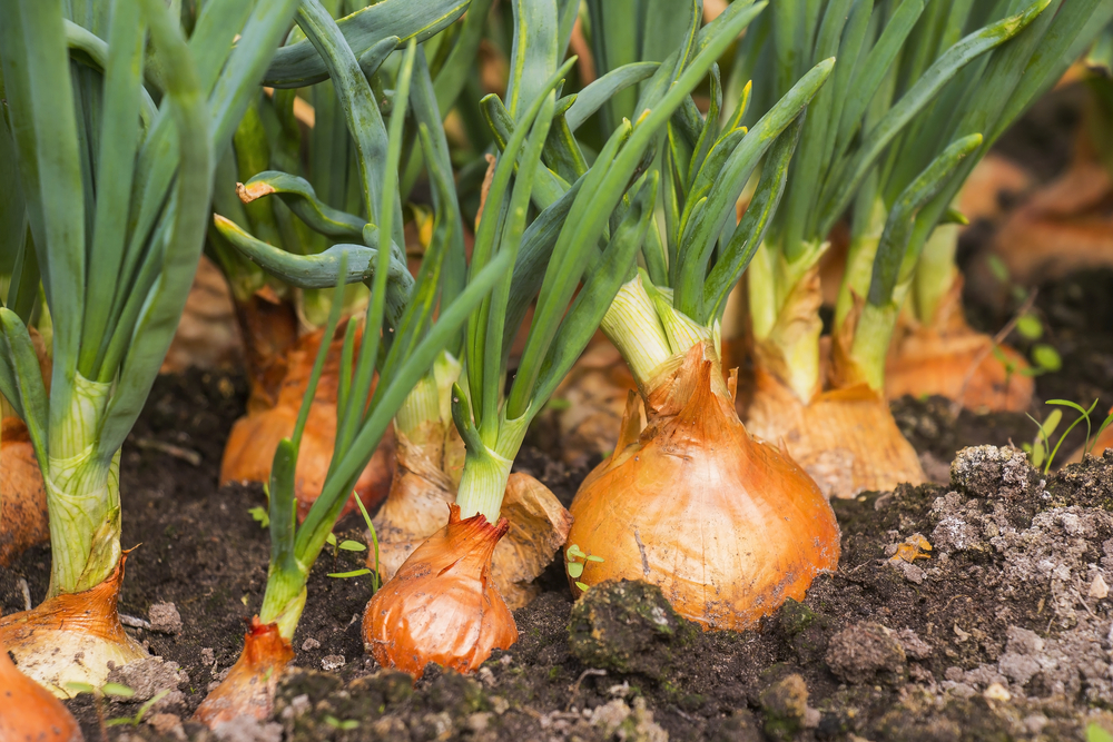 shutterstock_585540815.jpg Comment cultiver les oignons