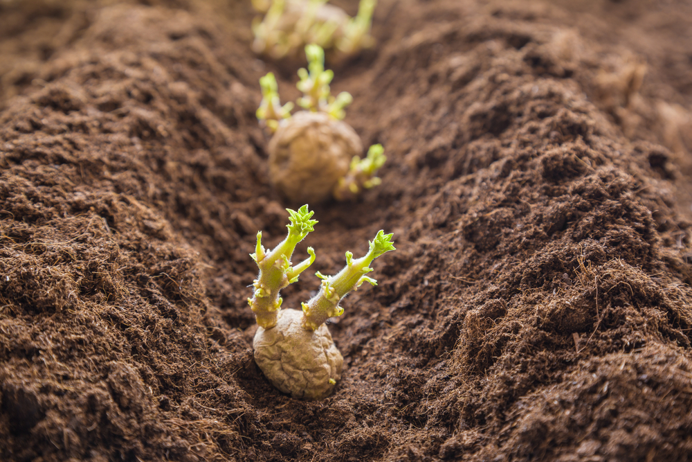 shutterstock_638970292_0.jpg Plantation des pommes de terre