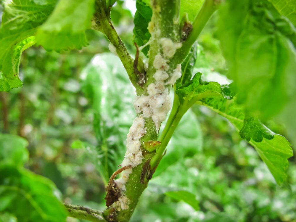 shutterstock_640500496.jpg Cochenilles