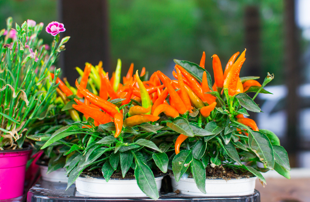 shutterstock_665262901.jpg Cultiver les piments