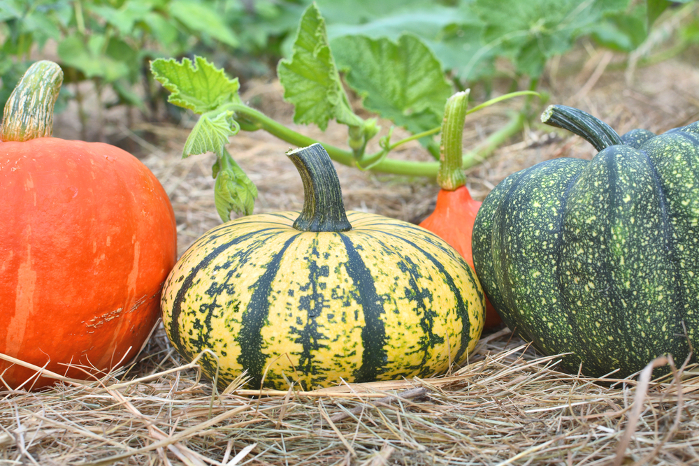 shutterstock_700354630.jpg Cultiver des courges