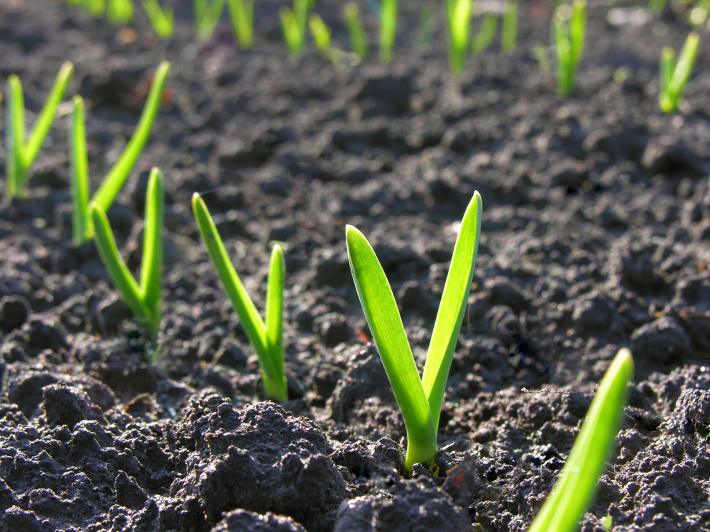 shutterstock_70757281.jpg Plantation de l'ail
