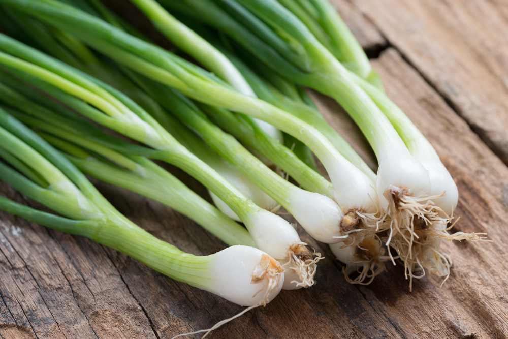 shutterstock_755585878.jpg Plantation oignon blanc