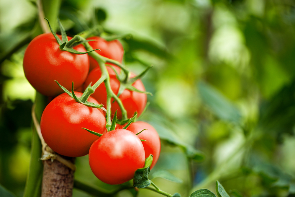 Culture des tomates