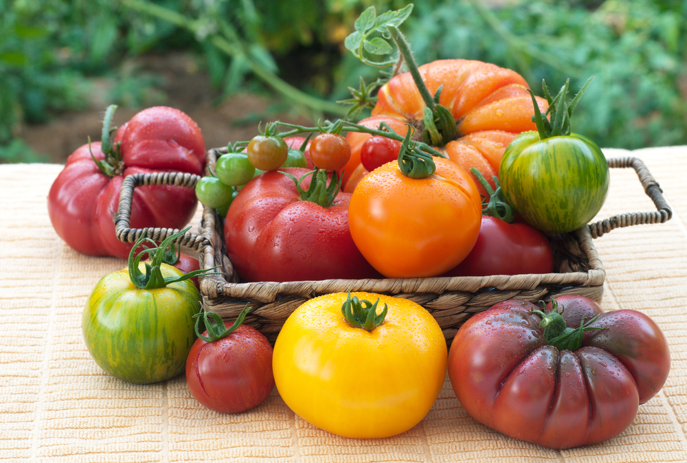 Cultiver les tomates