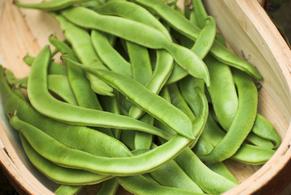 shutterstock_91000949.jpg Cultiver les haricots d'Espagne