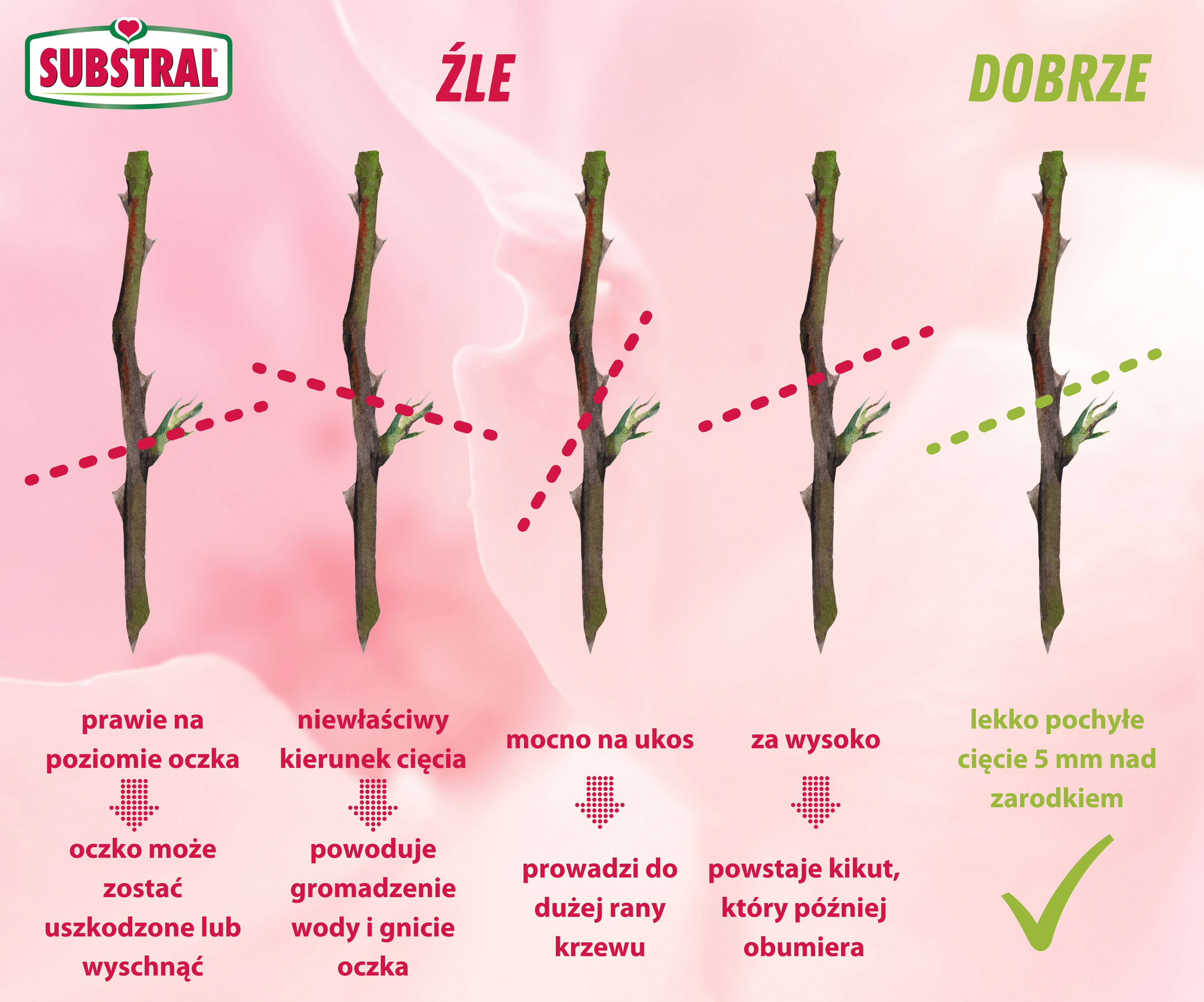 Instrukcja przecinania róż