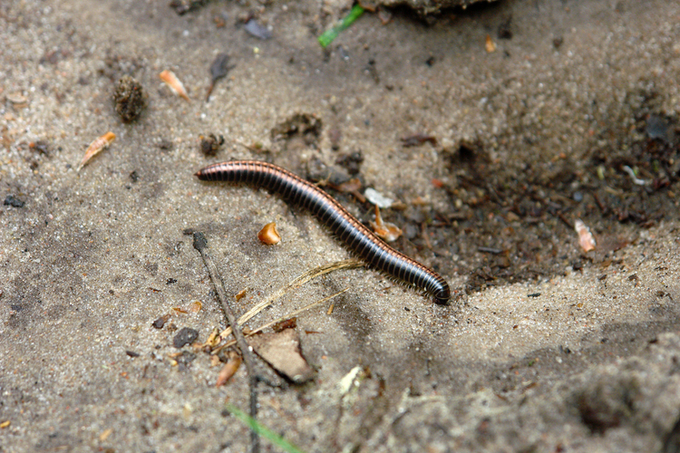 krocionogi_0.jpg Krocionogi
