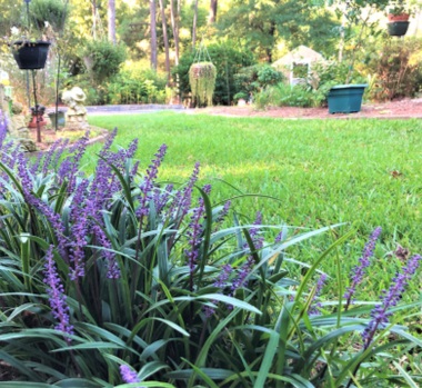 Liriope plant voor schaduw in de tuin