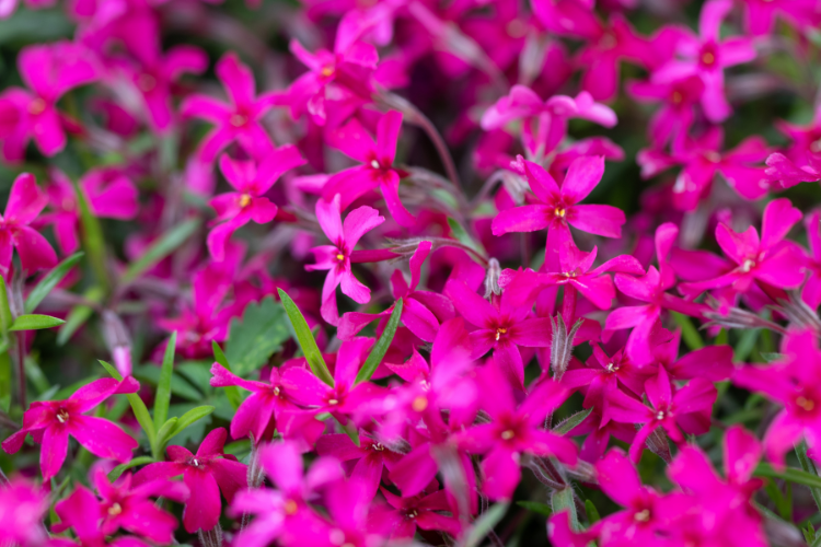 lobelia.1.png Uprawa lobelii