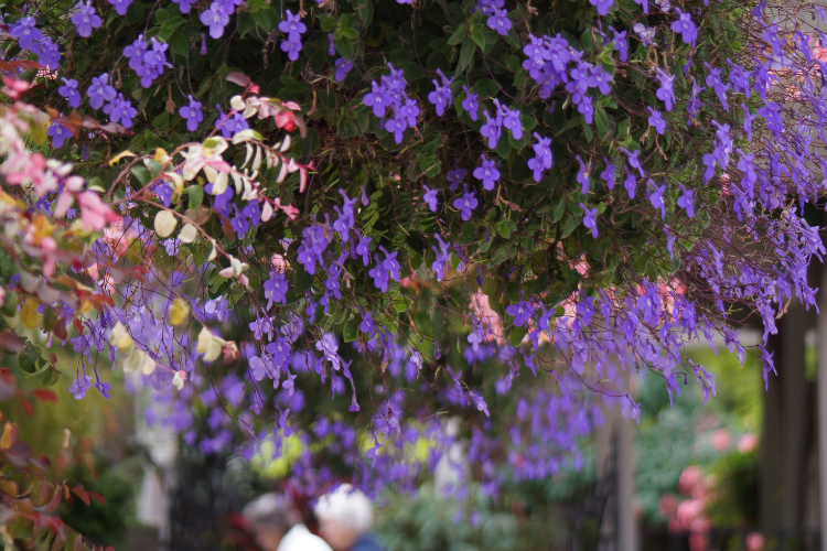 lobelia.2.png Uprawa lobelii