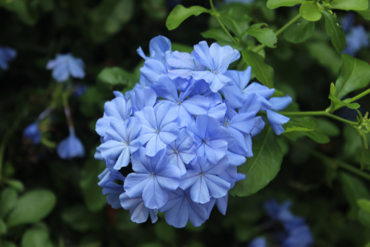 lobelia.3_0.png Uprawa lobelii