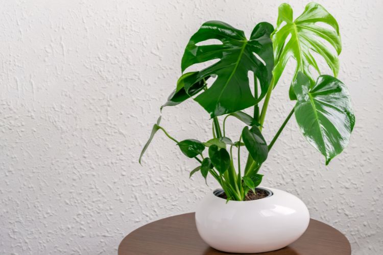 monstera.1.jpg uprawa monstery