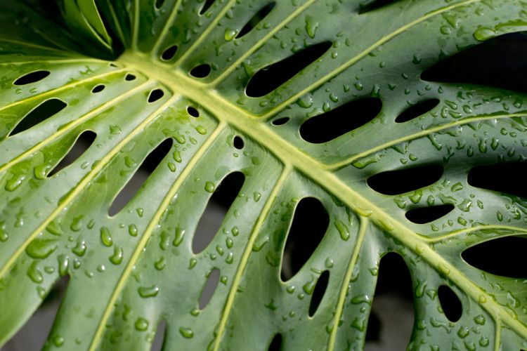 monstera.2.jpg uprawa monstery