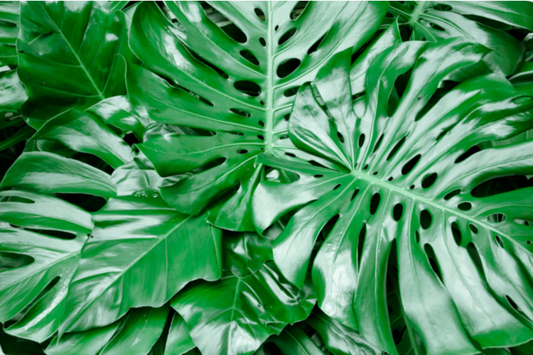 monstera.jpg Monstera