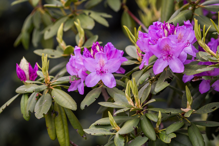 Nawożenie rododendronów