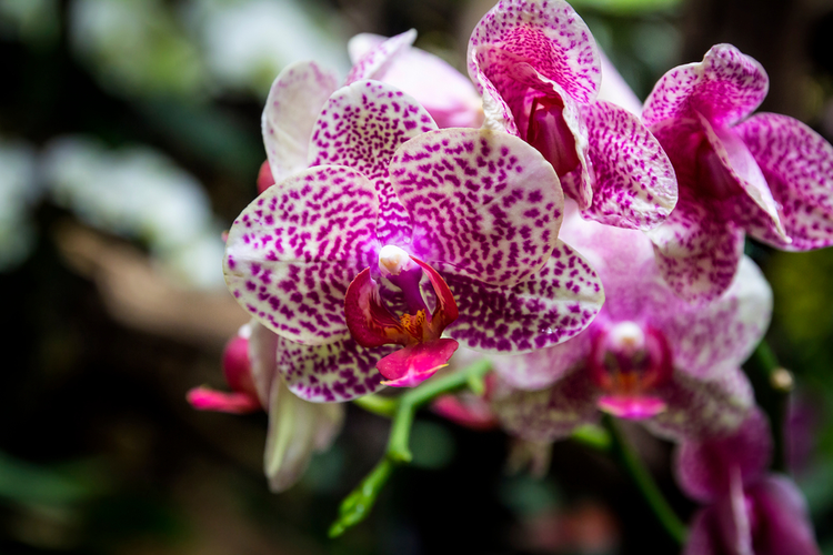 Orchidee