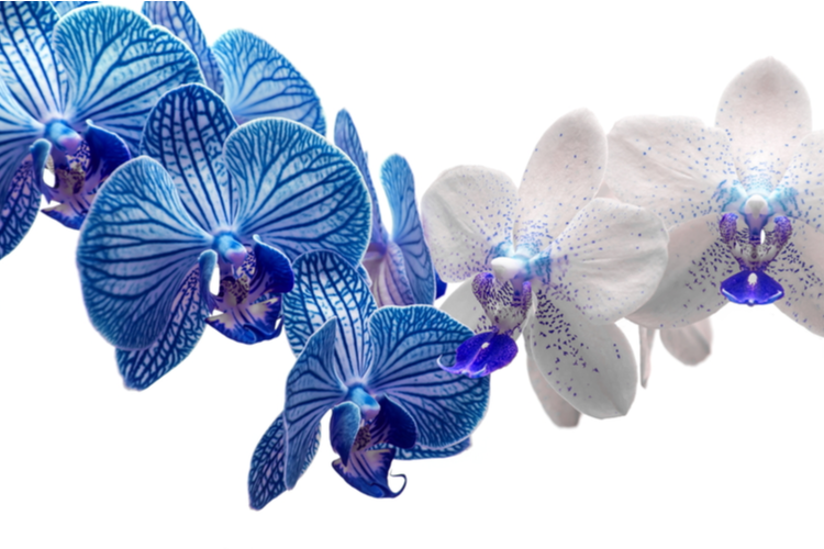 orchidee.png Orchidee