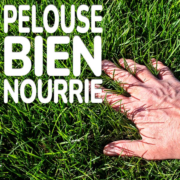 pelouse-bien-nourrie.jpg Substral Engrais Gazon All-In-One fournit 3 mois de nutrition