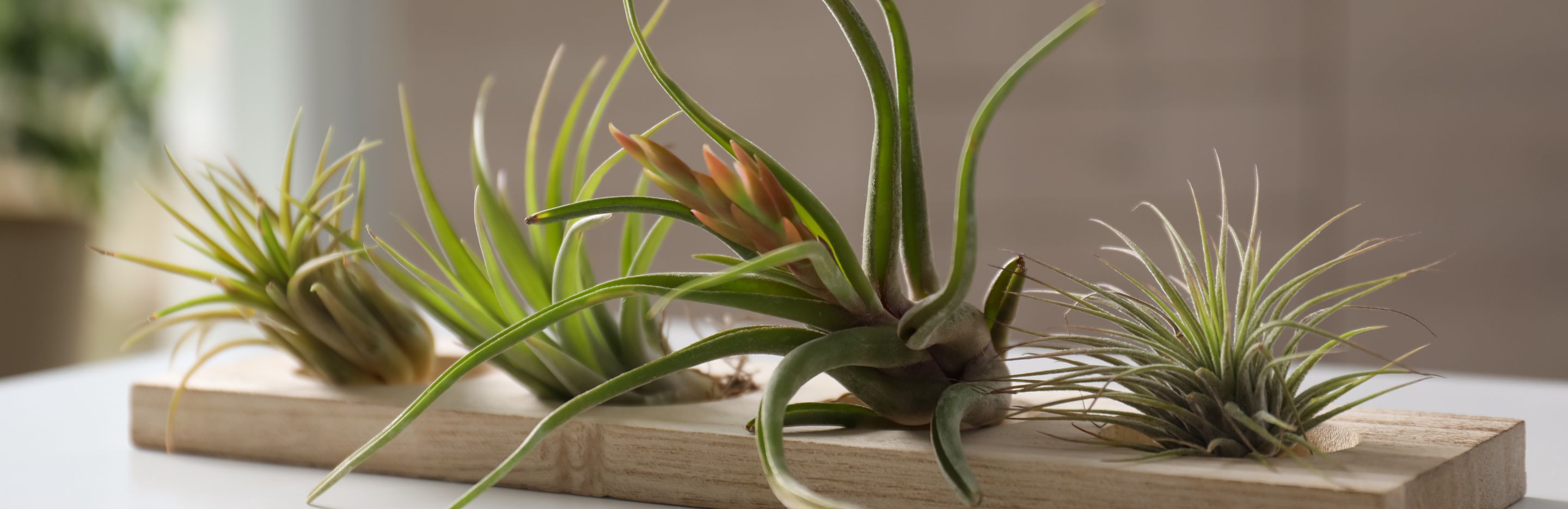 Air Plants