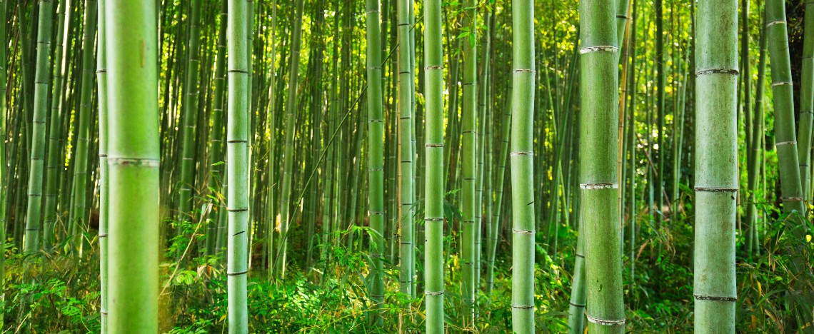 Choix, plantation et entretien du bambou