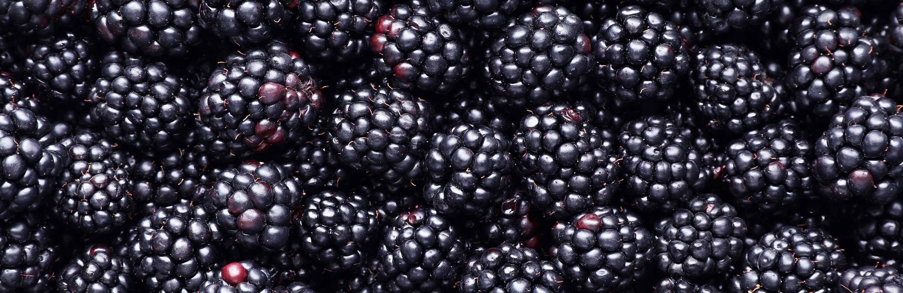 Growing Blackberries