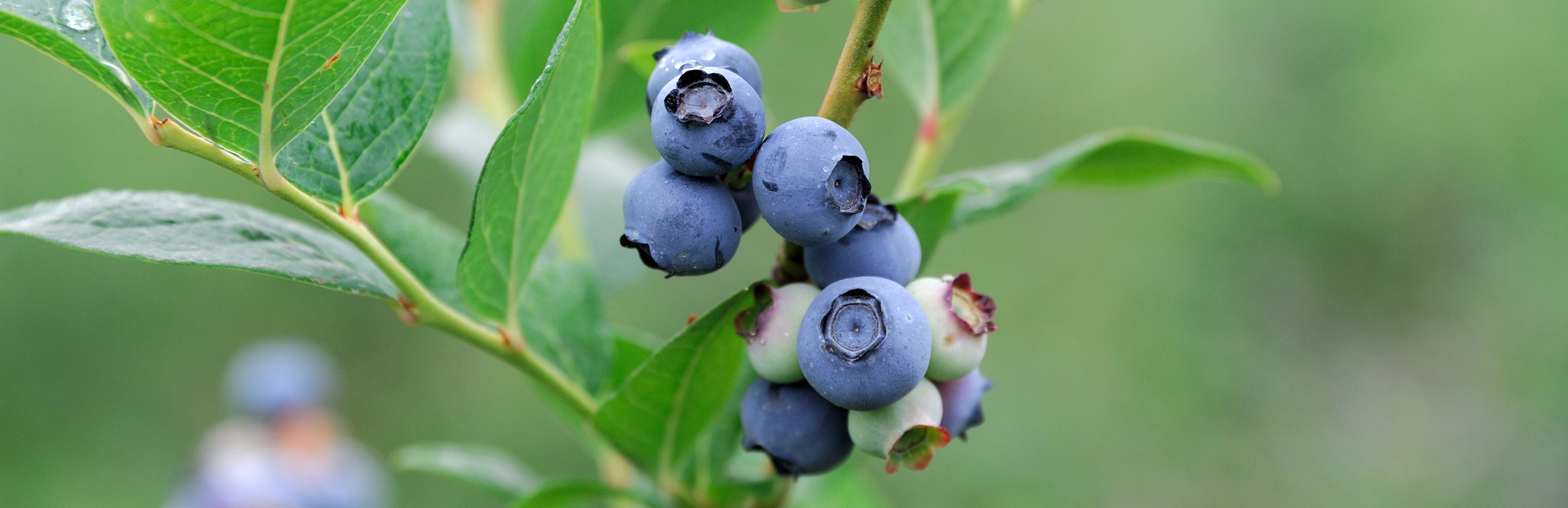 Homegrown blueberries