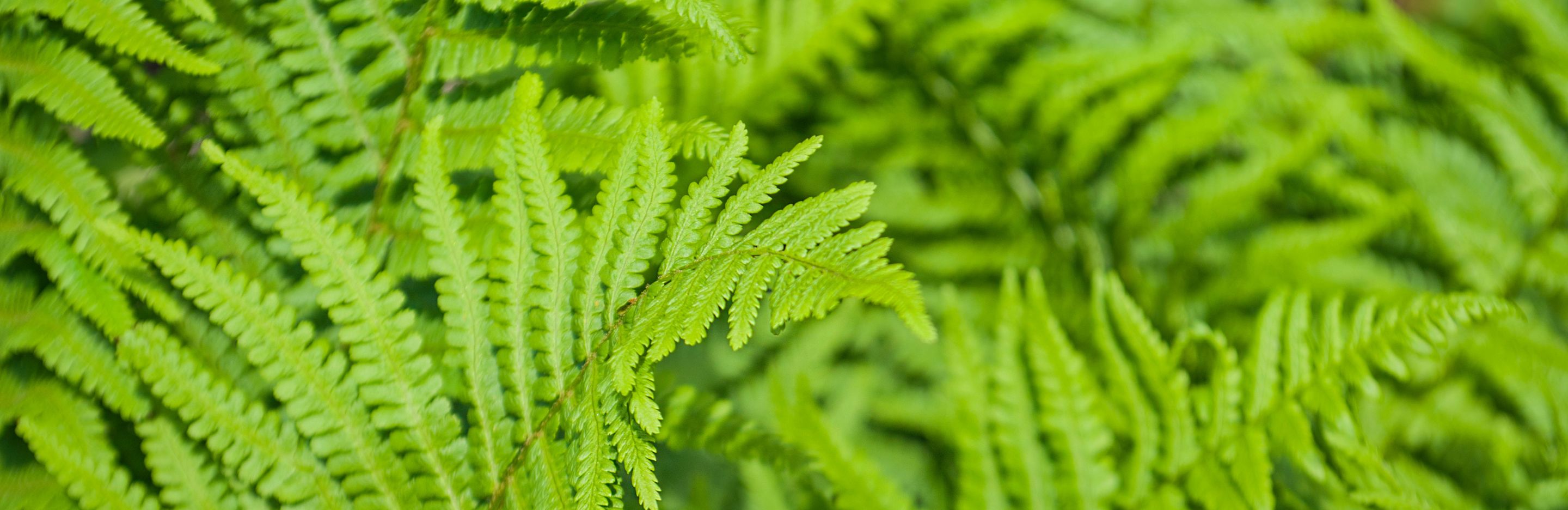 Boston Fern